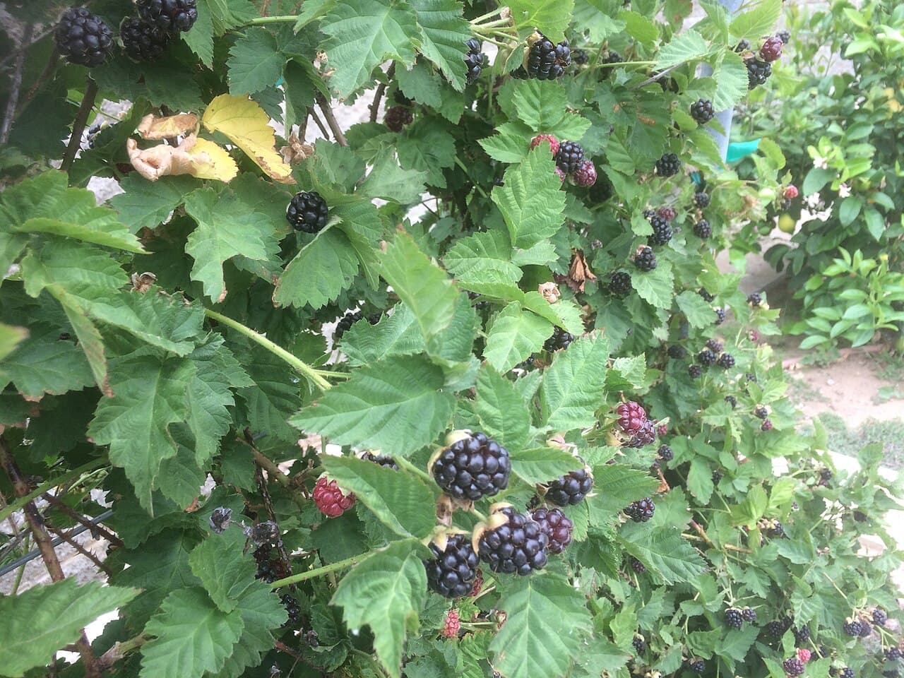 木になったボイズンベリーの実